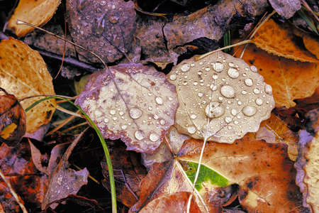 Autumn leaveの写真素材