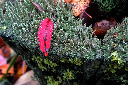 Autumn tree leaf on mossの写真素材