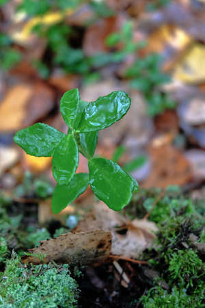 green plant in the forestの写真素材