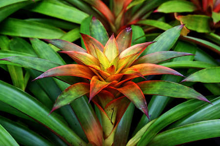 Orchid in the gardenの写真素材