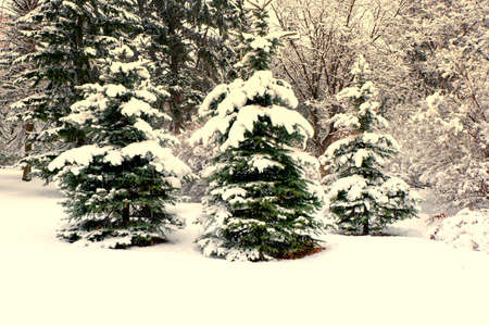 Snow-covered spruceの写真素材