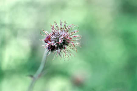 Weed flowerの写真素材