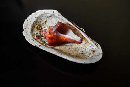 Shells on black backgroundの写真素材