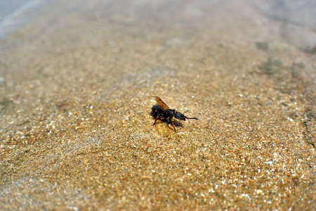 Insect on sandの写真素材