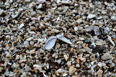 sea shells on the beachの写真素材