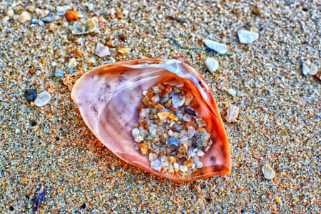 shells on the beachの写真素材