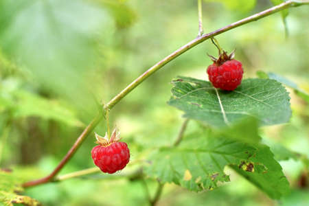 raspberry on a branchの写真素材