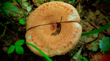 Mushroom in the forestの写真素材