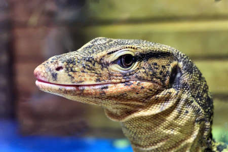closeup of a lizardの写真素材
