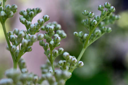 white flowers in the garden