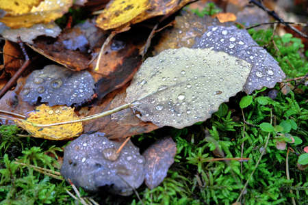Autumn leaveの写真素材