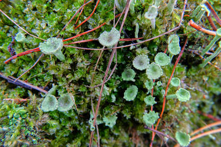 Moss in the forestの写真素材