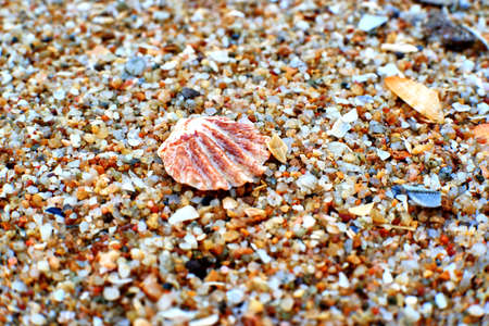 shells on the beachの写真素材