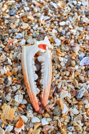 sea shell on the beachの写真素材