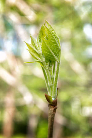 young plant in springの写真素材