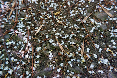 abstract background with petalsの写真素材