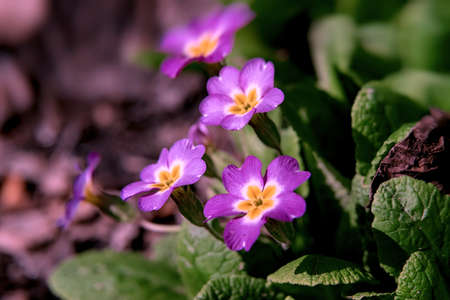 flowers on green backgroundの写真素材