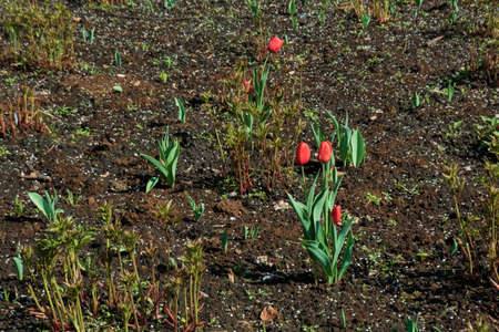 Tulips on the groundの写真素材