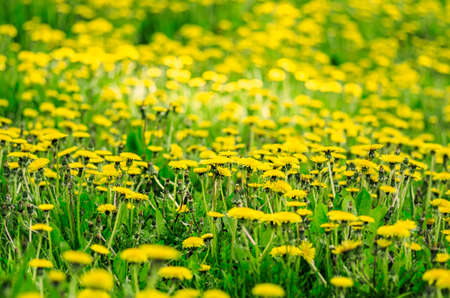 Yellow field of dandelionsの写真素材