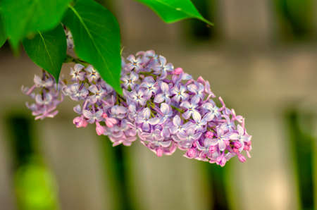 Branch of lilacの写真素材