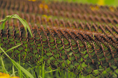 Iron mesh in the fieldの写真素材