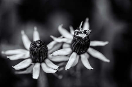 The buds of a dandelionの写真素材