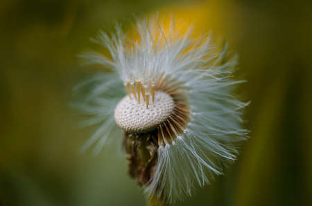Fluffy dandelion