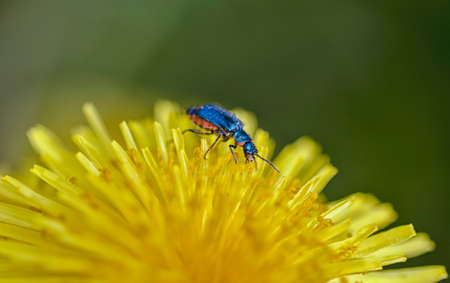 Insect on a dandelionの写真素材