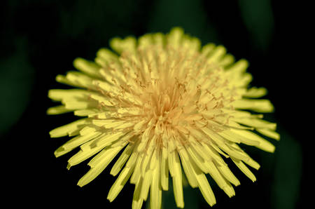 Yellow dandelionの写真素材