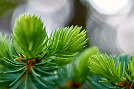 Coniferous branch