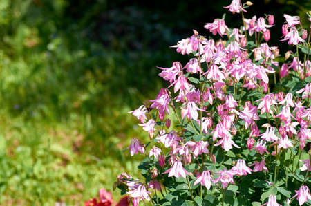 Pink flowersの写真素材