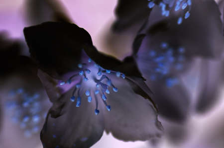 closeup of blue flowerの写真素材