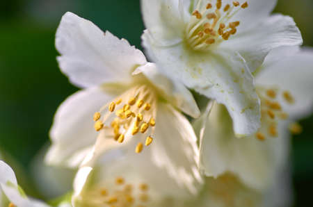 Apple blossomの写真素材