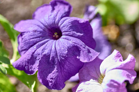Garden flowers