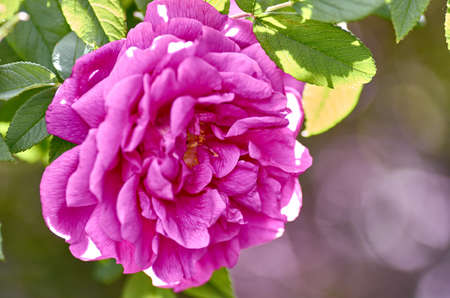The rose blossomedの写真素材
