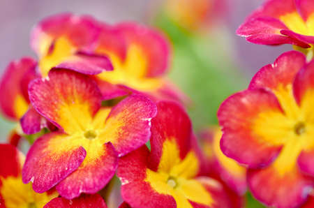 Bright flowersの写真素材