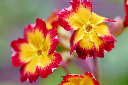 Bright flowersの写真素材