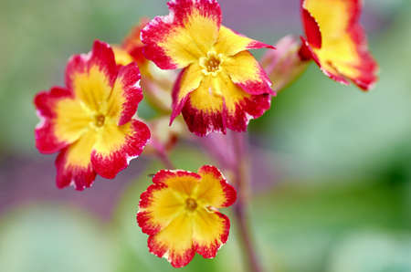 Bright flowersの写真素材