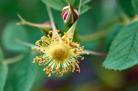 rose hip flower