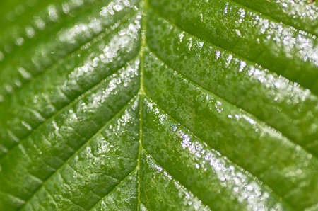 closeup of green leafの写真素材