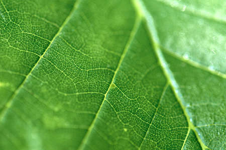 closeup of green leafの写真素材