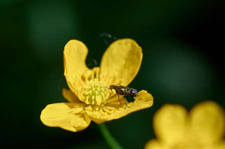 Yellow flower with insectの写真素材