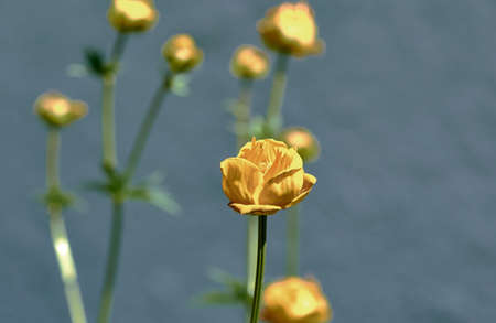 Yellow flowerの写真素材