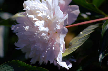 Peony flowerの写真素材
