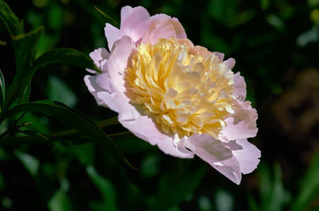 Peony flowerの写真素材