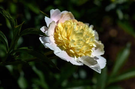 Peony flowerの写真素材
