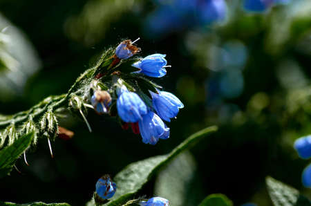 Blue flowerの写真素材