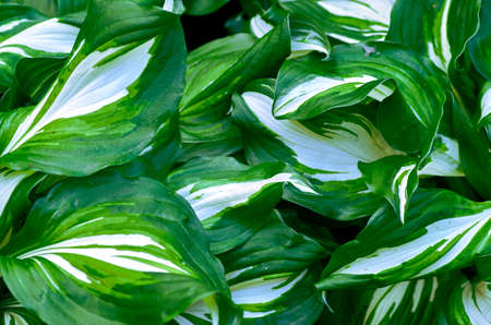 green leaves of a plantの写真素材