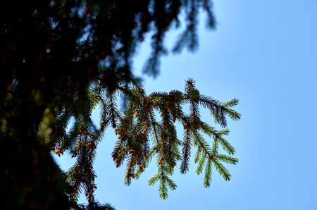 Coniferous branchの写真素材