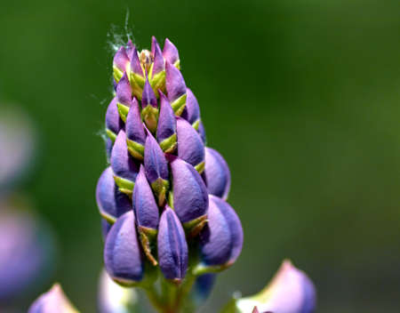 Blue flowerの写真素材